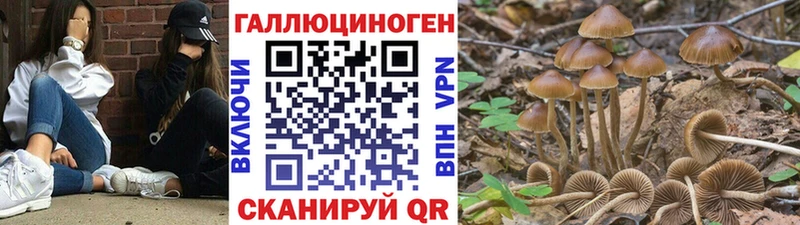 дарнет шоп MEGA Псилоцибиновые грибы MAGIC MUSHROOMS Волгореченск